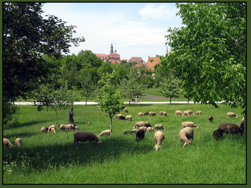 Schafe vor der Stadtsilhouette der alten Reichsstadt